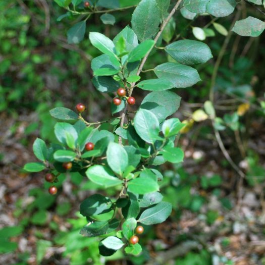 Rhamnus alaternus